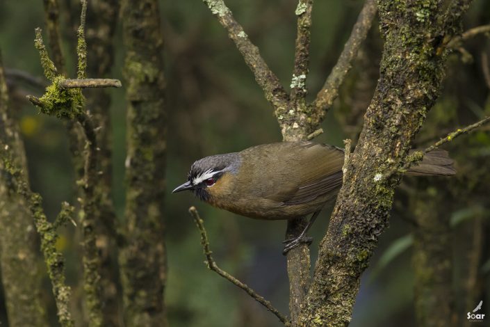 Birding in India