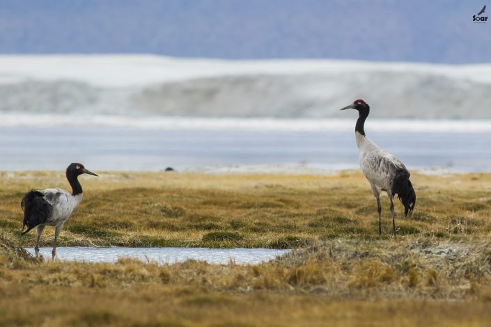 Birding in India