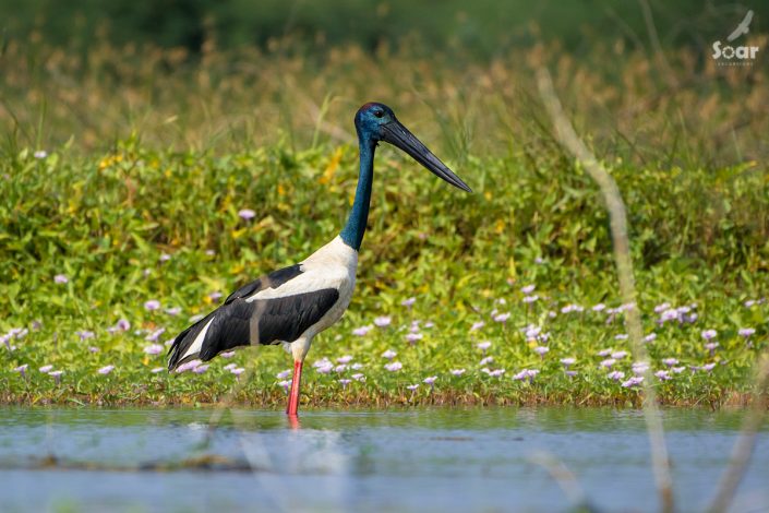 Birding in India