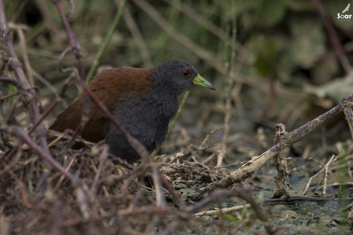 Birding in India