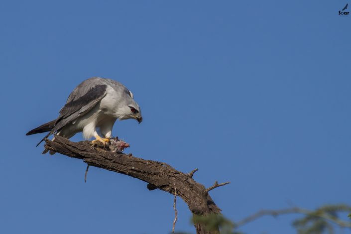 Birding in India