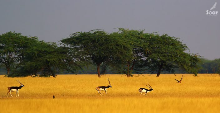 Birding in India