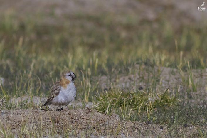 Birding in India