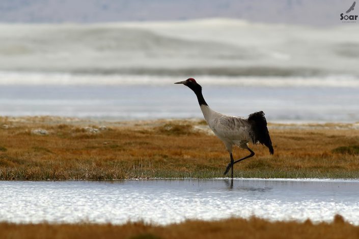 Birding in India