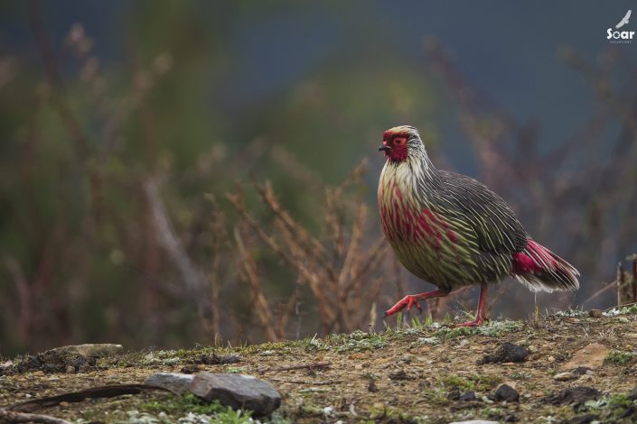 Birding in India