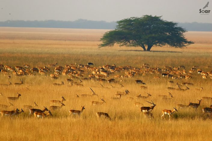 Birding in India