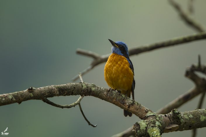 Birding in India