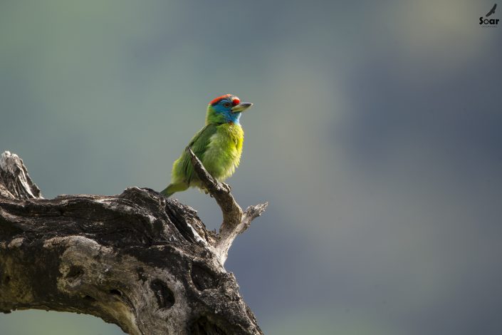 Birding in India