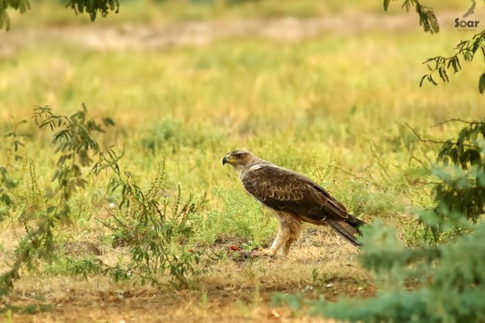 Birding in India