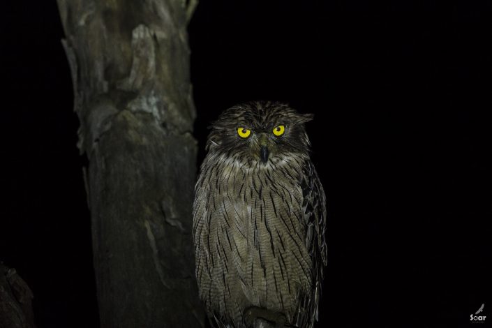 Birding in India