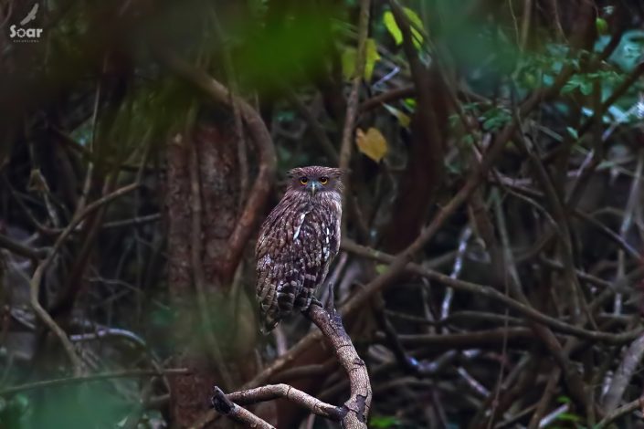 Birding in India