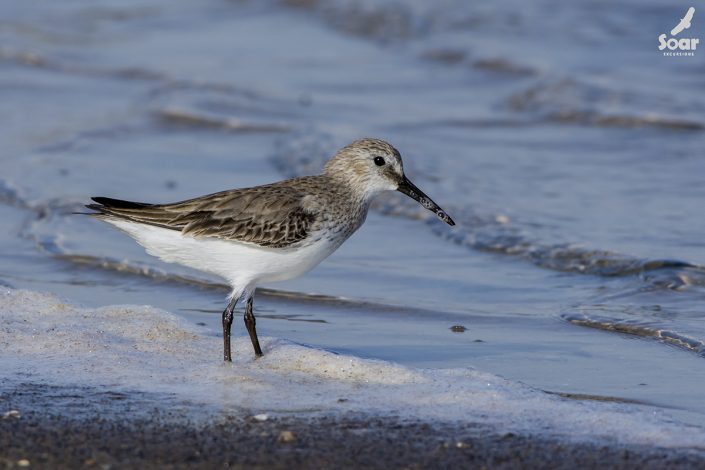 Birding in India