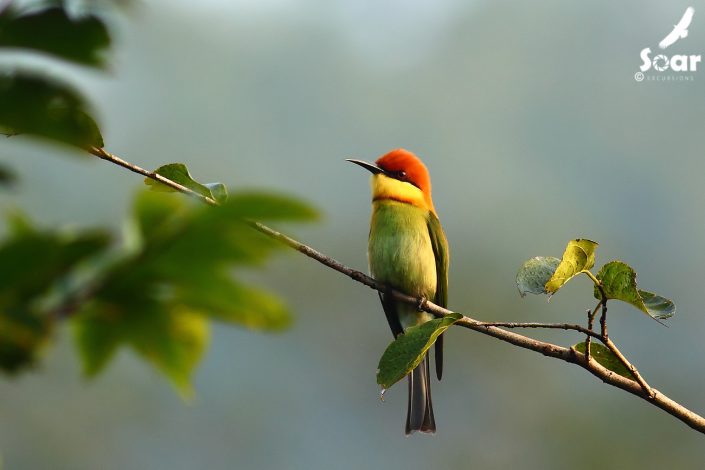 Birding in India