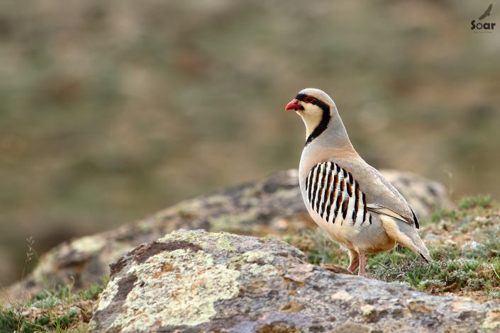 Birding in India