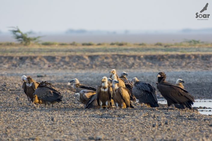 Birding in India