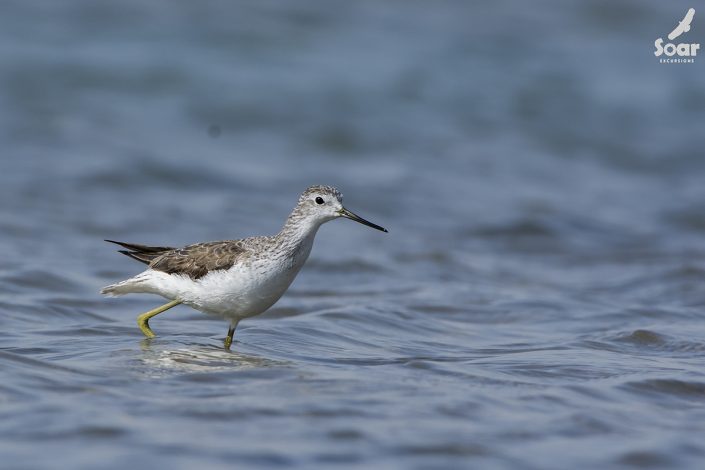 Birding in India