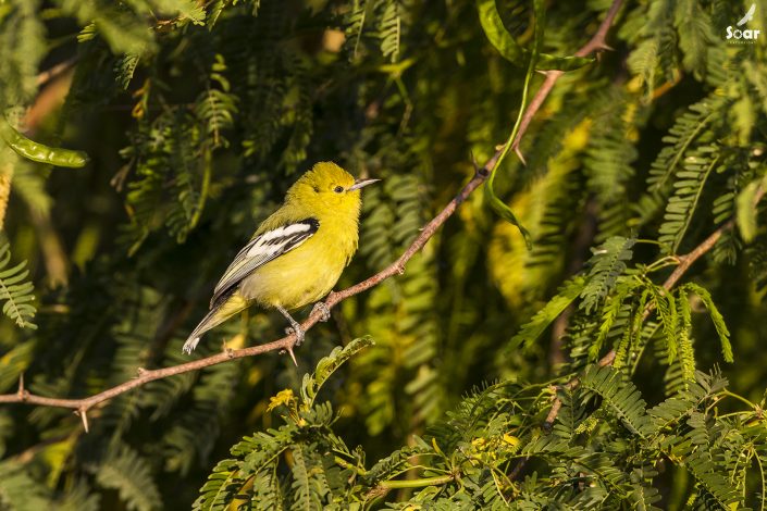 Birding in India