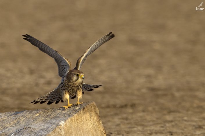 Birding in India