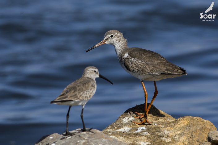 Birding in India