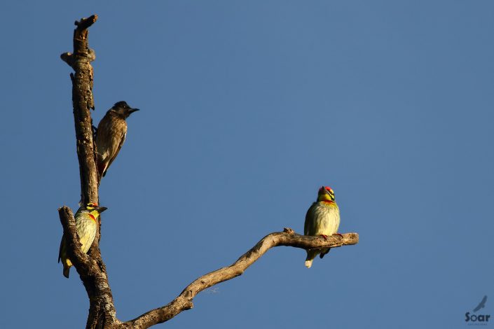 Birding in India