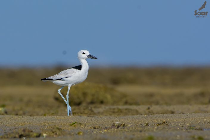 Birding in India