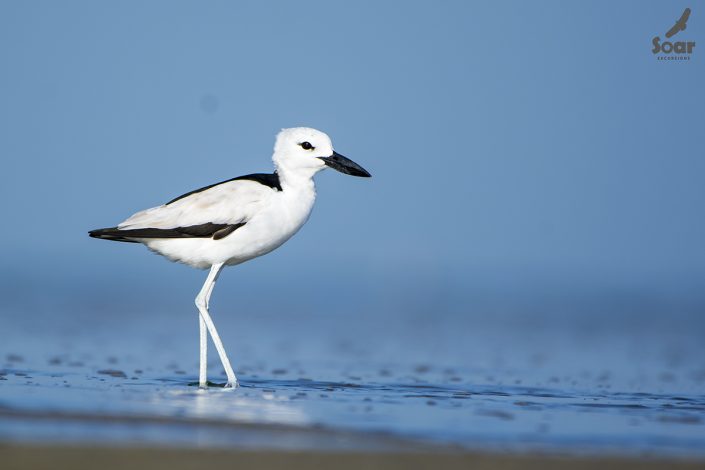 Birding in India