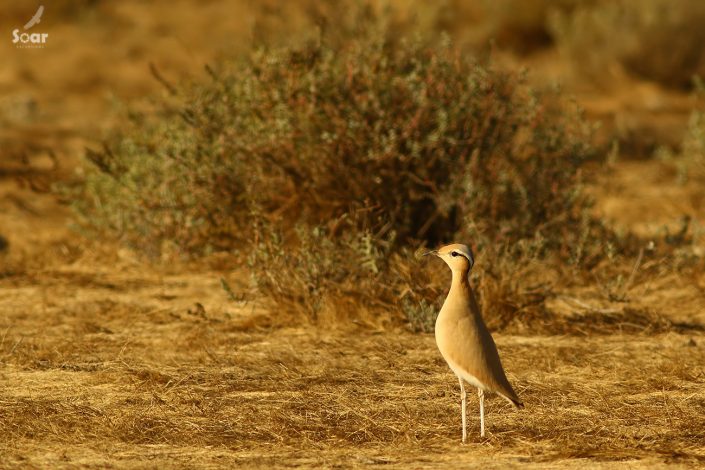 Birding in India