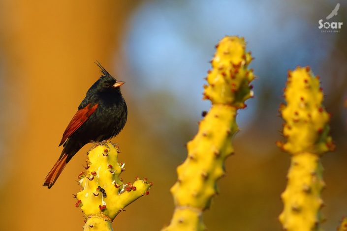 Birding in India