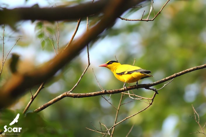 Birding in India