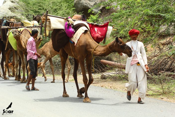 Travel India